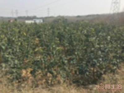 龙海市东泗兴辉园艺场 优质香泡柚子苗木，量大价优，绿化佳选