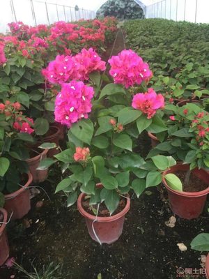 龙海市东泗兴辉园艺场 专业三角梅种植基地，品质苗木常年供应