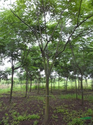 浙江省嵊州市常来客苗木园 花卉种植的绿色生态典范