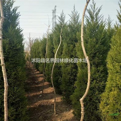 走进沭阳县广汉园林苗木场 打造绿色生态的专业苗木基地