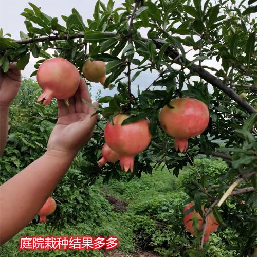 颗沭阳县诺亿阁花卉园艺场诺亿阁农业